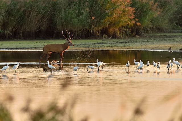 Free download wildlife animals ornithology stag free picture to be edited with GIMP free online image editor
