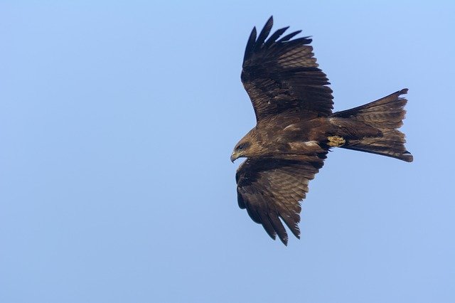 Kostenloser Download Wildlife Bird Nature - kostenloses Foto oder Bild zur Bearbeitung mit GIMP Online-Bildbearbeitung