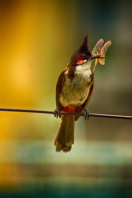 ดาวน์โหลดฟรี Wildlife Birds Nature - ภาพถ่ายหรือรูปภาพฟรีที่จะแก้ไขด้วยโปรแกรมแก้ไขรูปภาพออนไลน์ GIMP