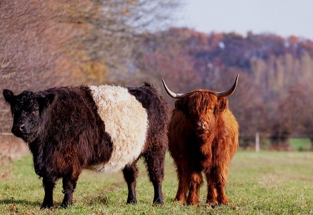 Free download wildlife bovine cattle pasture free picture to be edited with GIMP free online image editor