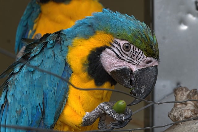 Free download wildlife era bird bird park acorn free picture to be edited with GIMP free online image editor