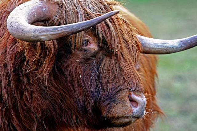 Free download wildlife farm animal beef horns free picture to be edited with GIMP free online image editor