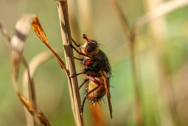 Free download wildlife insect fly nature free picture to be edited with GIMP free online image editor