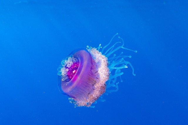 Descarga gratuita Wildlife Jellyfish Fish: foto o imagen gratuita para editar con el editor de imágenes en línea GIMP