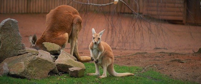 Bezpłatne pobieranie Wildlife Natur Animel - bezpłatne zdjęcie lub obraz do edycji za pomocą internetowego edytora obrazów GIMP