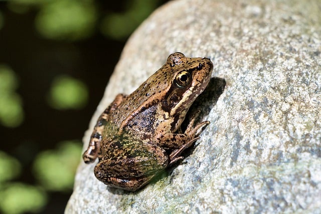 Free download wildlife nature frog amphibian free picture to be edited with GIMP free online image editor
