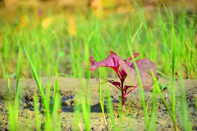 Tải xuống miễn phí hình ảnh miễn phí chụp ảnh động vật hoang dã thiên nhiên động vật hoang dã để chỉnh sửa bằng trình chỉnh sửa hình ảnh trực tuyến miễn phí GIMP