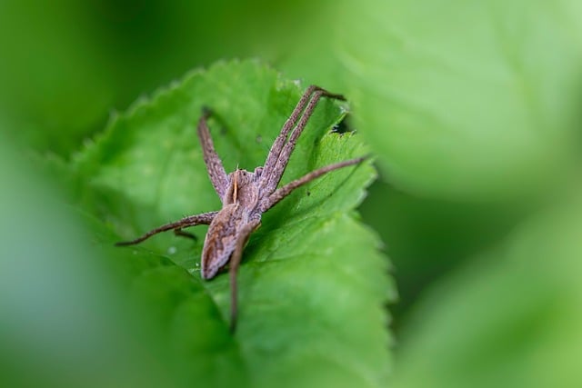 Free download wildlife observation arachnids free picture to be edited with GIMP free online image editor
