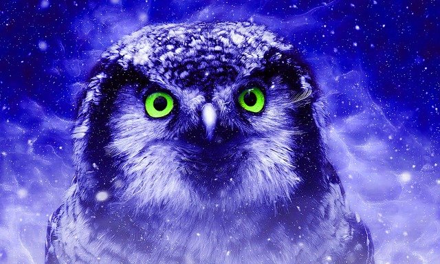 Free download wildlife owl nature animal bird free picture to be edited with GIMP free online image editor