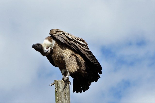 Descărcare gratuită Wildlife Park Zoo Belgium - fotografie sau imagini gratuite pentru a fi editate cu editorul de imagini online GIMP