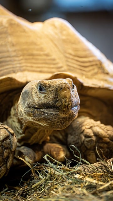 Free download wildlife tortoise animal wild free picture to be edited with GIMP free online image editor