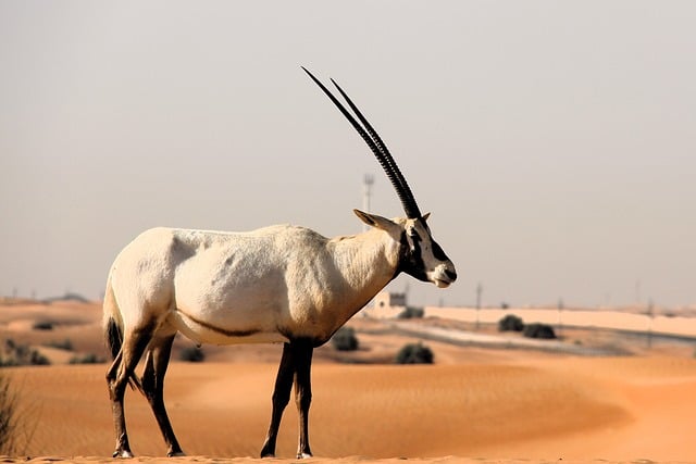Free download wildlife wild animals free picture to be edited with GIMP free online image editor