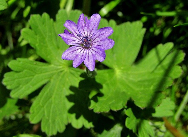 Free download Wild Mallow Purple Flower Single -  free photo or picture to be edited with GIMP online image editor