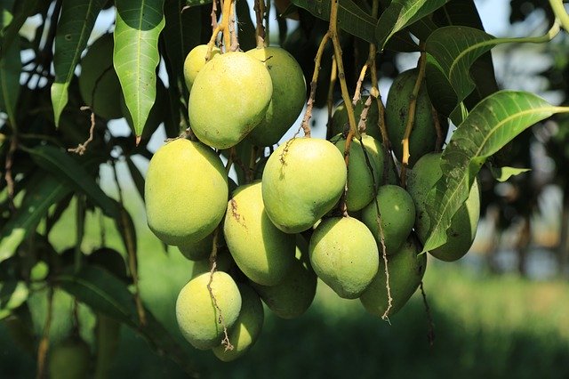 Descarga gratuita Wild Mango Tree: foto o imagen gratuita para editar con el editor de imágenes en línea GIMP