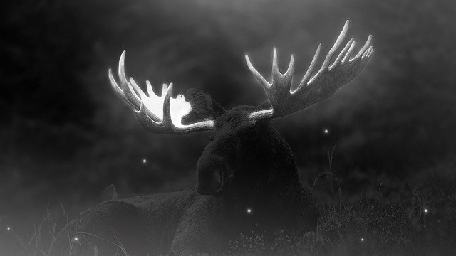 Free download Wild Moose Nature -  free illustration to be edited with GIMP free online image editor