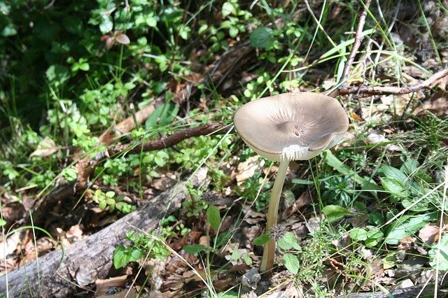 Download gratuito Wild Mushroom Nature - foto o immagine gratuita da modificare con l'editor di immagini online di GIMP