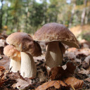 Wild mushrooms and dried leaves  screen for extension Chrome web store in OffiDocs Chromium