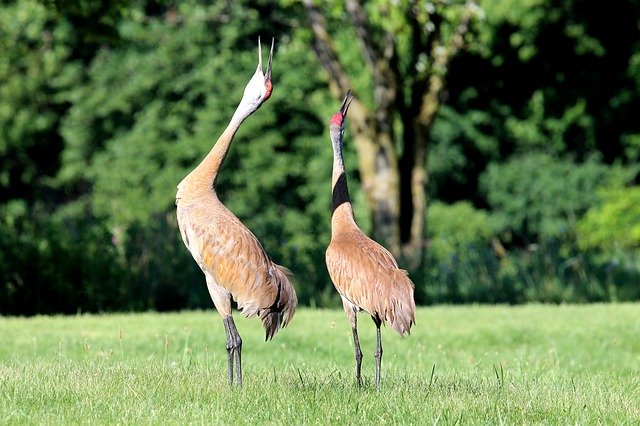 Muat turun percuma Wild Nature Crane - foto atau gambar percuma untuk diedit dengan editor imej dalam talian GIMP