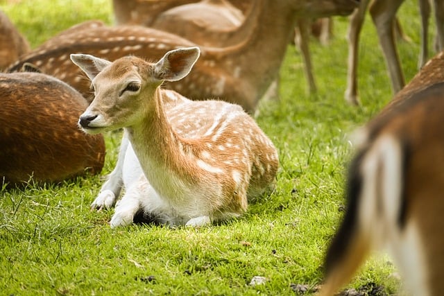 Free download wild nature wildlife deer red deer free picture to be edited with GIMP free online image editor
