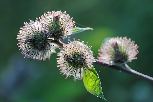 Free download wild plant flower shoots prickly free picture to be edited with GIMP free online image editor