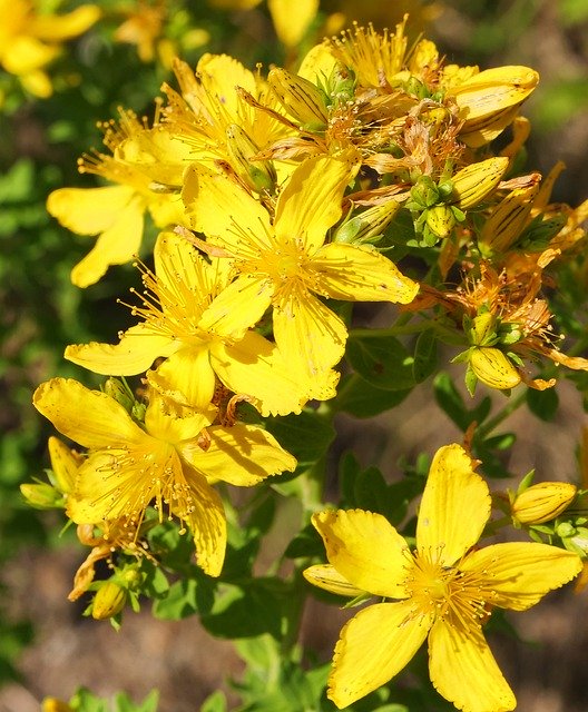 Free download Wild Plant Shrub Flowers -  free photo or picture to be edited with GIMP online image editor