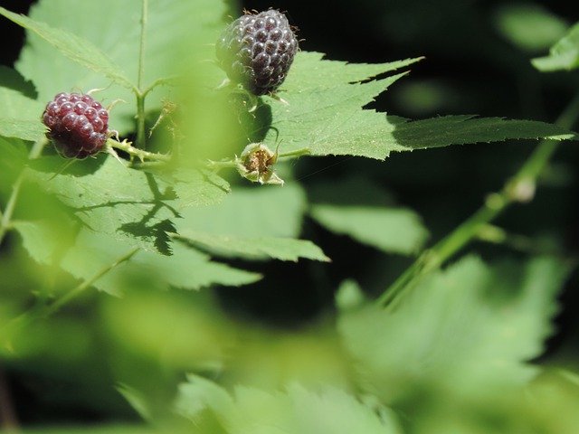 Free download Wild Raspberries Sweet -  free photo or picture to be edited with GIMP online image editor