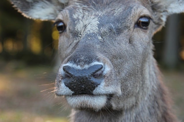 Free download wild red deer doe wildlife forest free picture to be edited with GIMP free online image editor