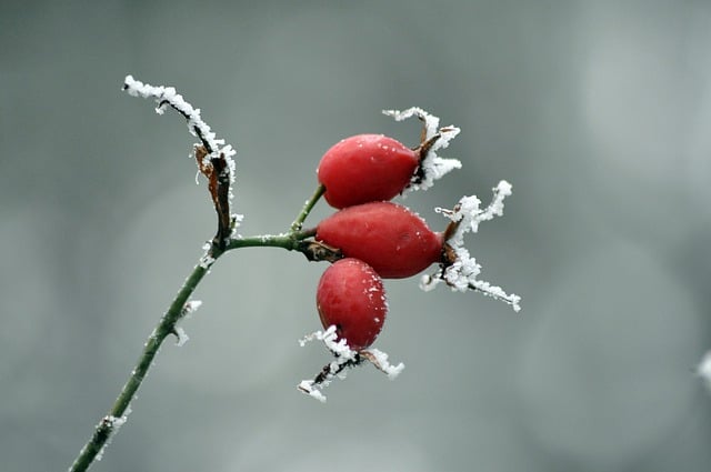 Free download wild rose forest fruits tea drink free picture to be edited with GIMP free online image editor