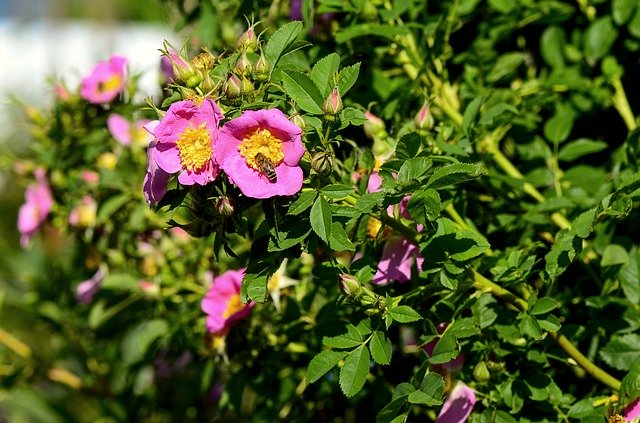 Download grátis Wild Rose Garden Nature - foto ou imagem grátis para ser editada com o editor de imagens online GIMP