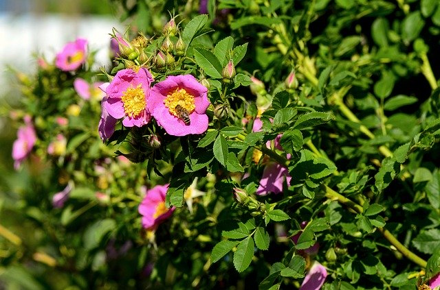 Scarica gratuitamente Wild Rose Garden Nature: foto o immagini gratuite da modificare con l'editor di immagini online GIMP