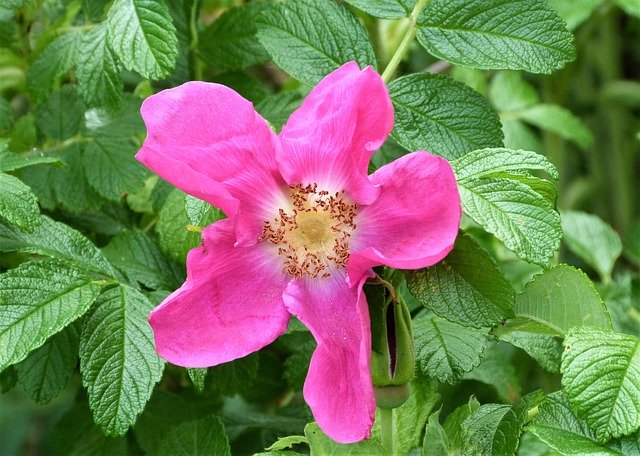 Free download Wild Rose Pink -  free photo or picture to be edited with GIMP online image editor