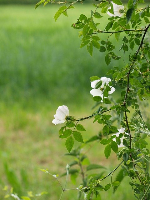 ดาวน์โหลดฟรี Wild Rose White - ภาพถ่ายหรือรูปภาพฟรีที่จะแก้ไขด้วยโปรแกรมแก้ไขรูปภาพออนไลน์ GIMP