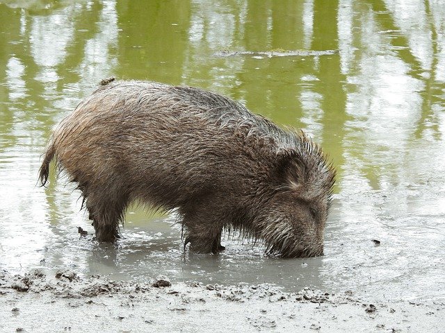 Unduh gratis Wildschwein Wildboar Warthog - foto atau gambar gratis untuk diedit dengan editor gambar online GIMP