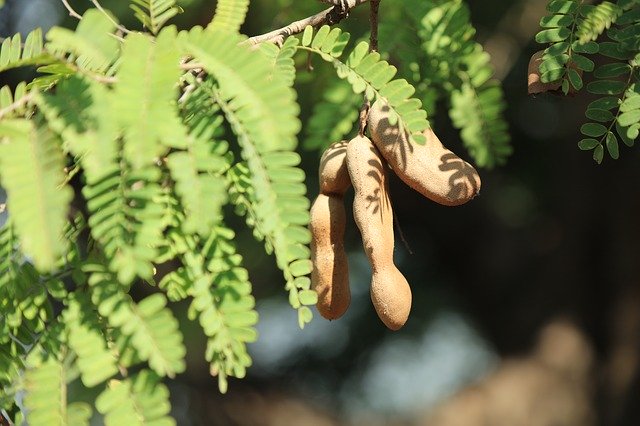 Free download Wild Sour Bean Tree -  free photo or picture to be edited with GIMP online image editor