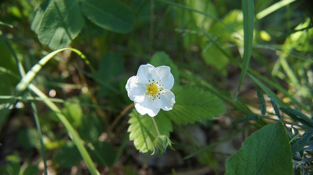 ดาวน์โหลดฟรี Wild Strawberry - ภาพถ่ายหรือรูปภาพฟรีที่จะแก้ไขด้วยโปรแกรมแก้ไขรูปภาพออนไลน์ GIMP