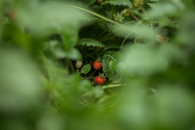 Gratis download Wild Strawberry Berry Fresh - gratis foto of afbeelding om te bewerken met GIMP online afbeeldingseditor