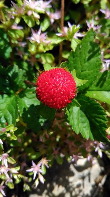 Gratis download Wild Strawberry Berry Plant - gratis foto of afbeelding om te bewerken met GIMP online afbeeldingseditor