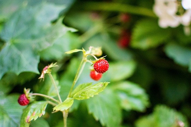 Bezpłatne pobieranie Wild Strawberry Nature Garden - darmowe zdjęcie lub obraz do edycji za pomocą internetowego edytora obrazów GIMP