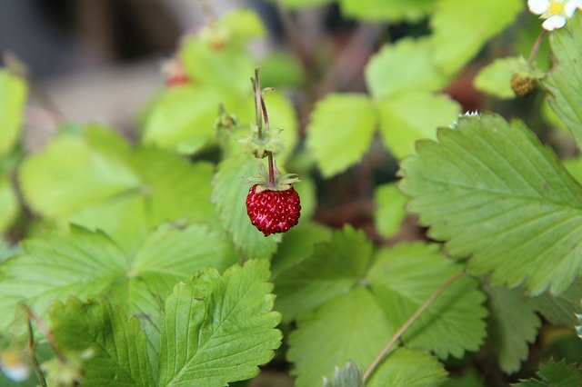 Free picture Wild Strawberry Red Fruit -  to be edited by GIMP free image editor by OffiDocs