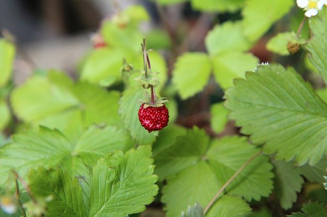 Kostenloser Download Wild Strawberry Red Fruit - kostenloses Foto oder Bild zur Bearbeitung mit GIMP Online-Bildbearbeitung