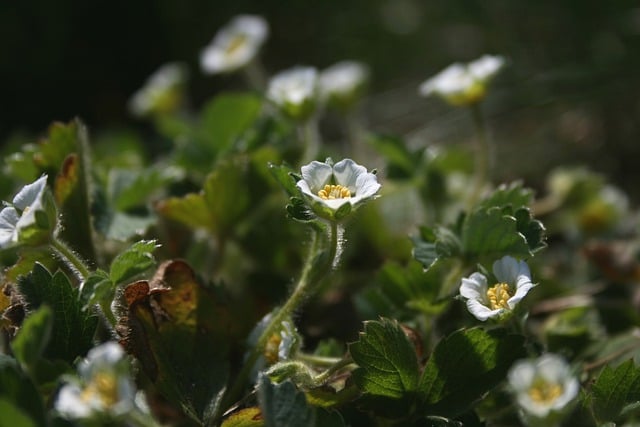 Free download wild strawberry wild form leaves free picture to be edited with GIMP free online image editor