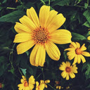 Wild sunflower wallpaper  screen for extension Chrome web store in OffiDocs Chromium