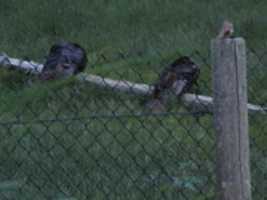 Free download Wild Turkeys Sleeping at Roger Williams Zoo with a Non-Sleeping Bird as a Bonus free photo or picture to be edited with GIMP online image editor