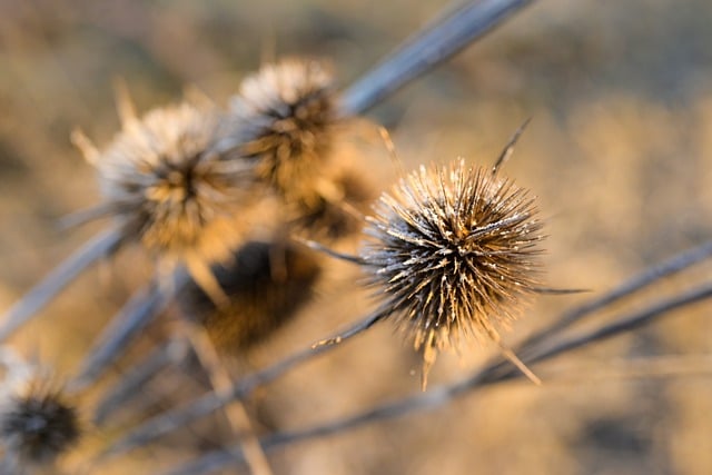 Free download wild weaver s mackerel teasel meadow free picture to be edited with GIMP free online image editor