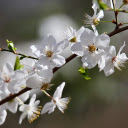 Wild white plum blossoms  screen for extension Chrome web store in OffiDocs Chromium