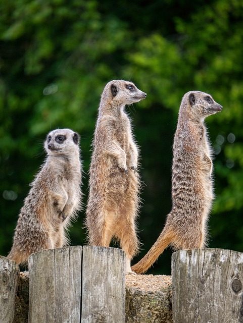Free download wild wildlife nature furry animal free picture to be edited with GIMP free online image editor