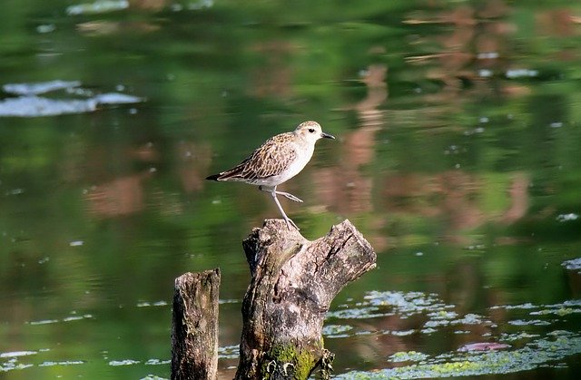 Free download Wild Wildlife Shore -  free photo or picture to be edited with GIMP online image editor