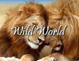 Free download Wild World 304 1 free photo or picture to be edited with GIMP online image editor