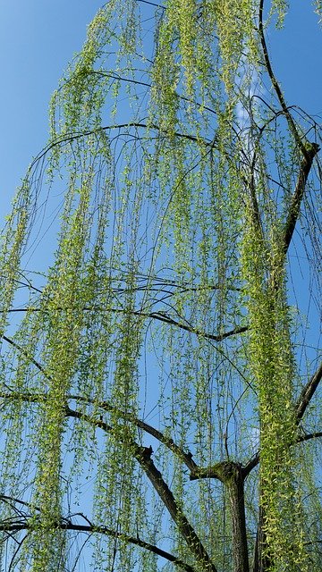 Free download Willow Blue Sky Park -  free photo or picture to be edited with GIMP online image editor