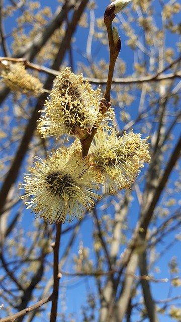 Free download Willow Branch Blooming -  free photo or picture to be edited with GIMP online image editor